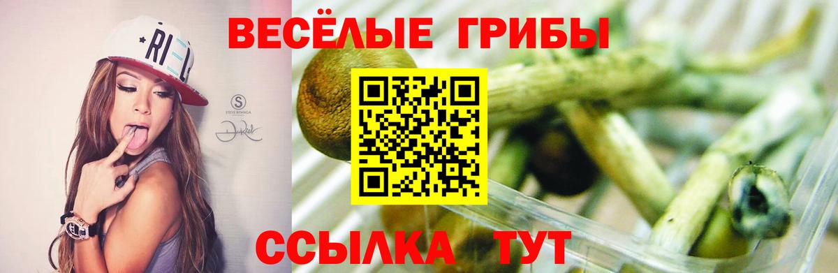Галлюциногенные грибы GOLDEN TEACHER  Вход с VPN  где можно купить наркотик  Звенигород 